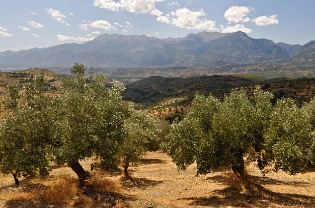 Looking west near Sparta across olive groves with the Taygetos mountains in the background Southern Peloponnese Greece